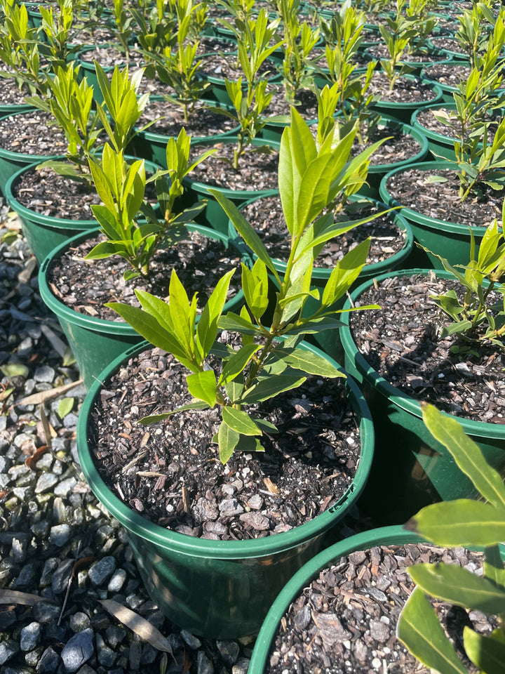 Laurus Nobilis 'Miles Choice'