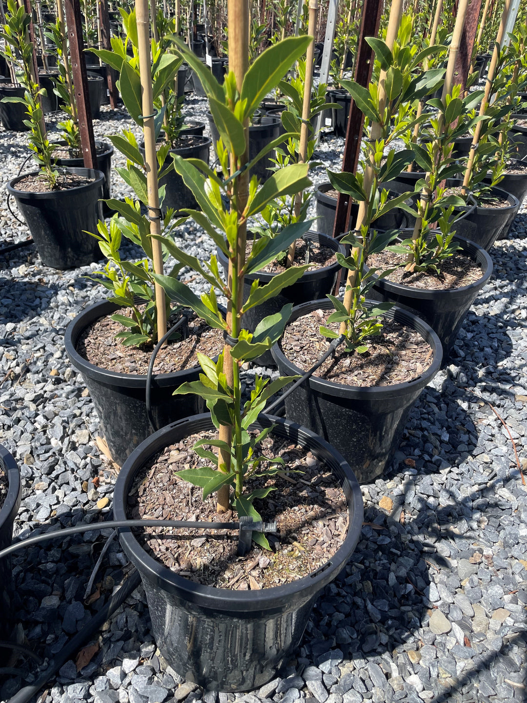 Laurus Nobilis 'Miles Choice'