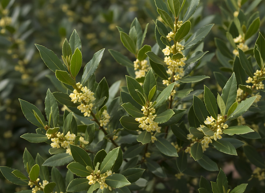 Laurus Nobilis 'Miles Choice' 200mm Pot for sale Adelaide Plant Co