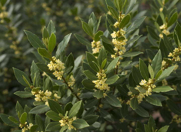 Laurus Nobilis &