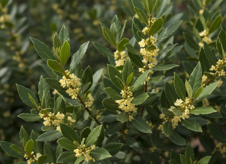 Laurus Nobilis 'Miles Choice'