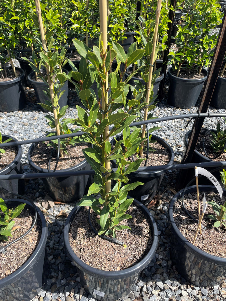 Laurus Nobilis 'Miles Choice'