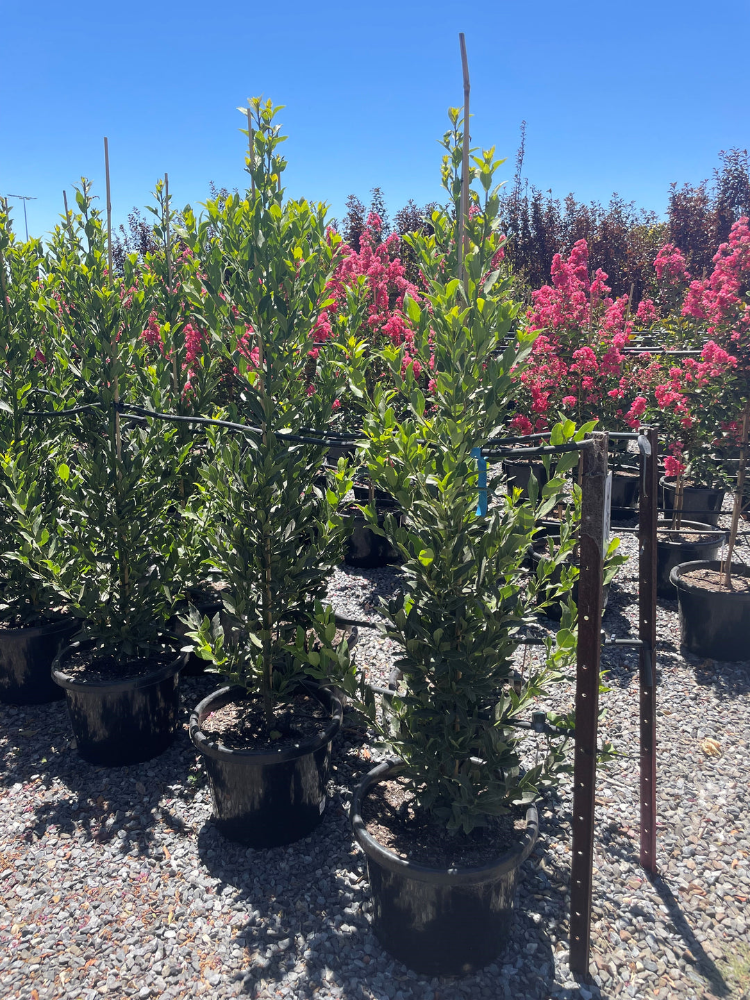 Laurus Nobilis &