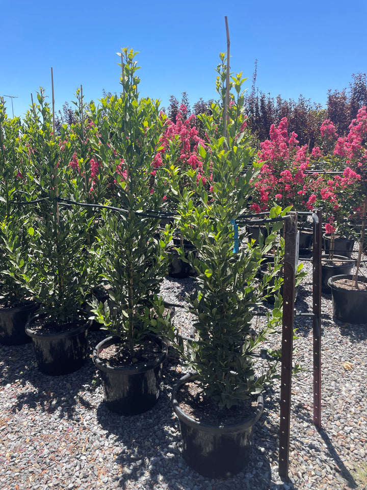 Laurus Nobilis &