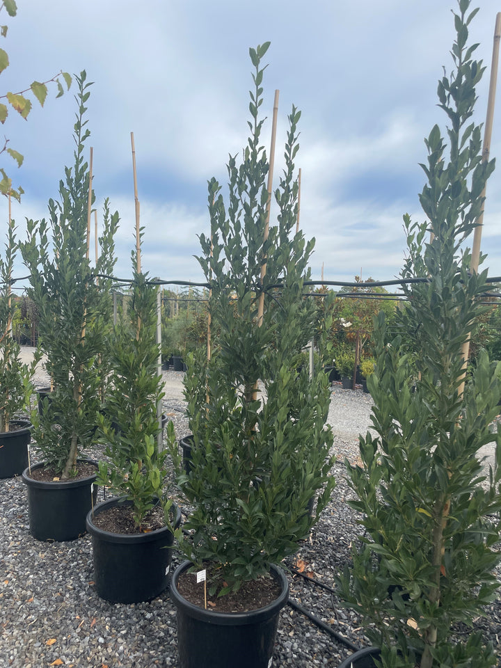 Laurus Nobilis &