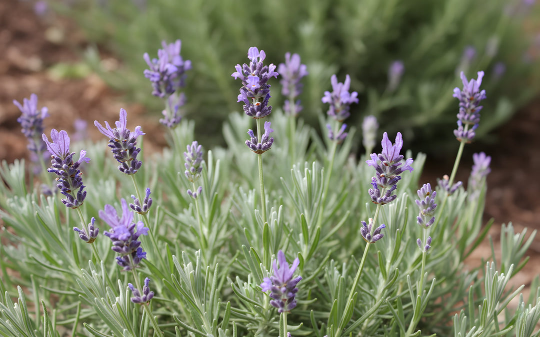 Lavandula Angustifolia 140mm Pot for sale Adelaide Plant Co