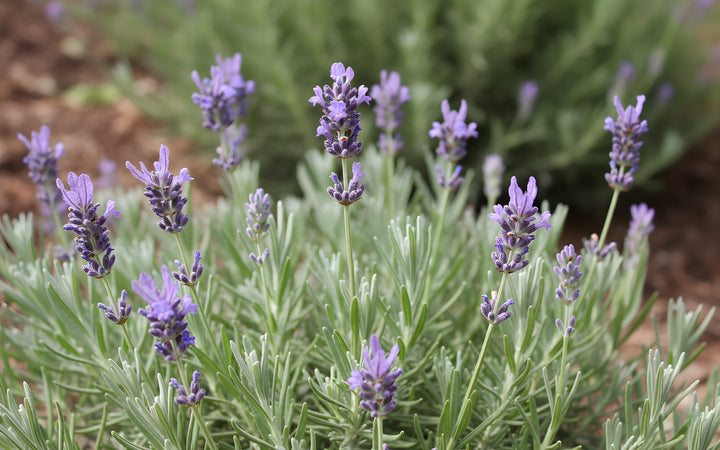Lavandula Angustifolia 140mm Pot for sale Adelaide Plant Co
