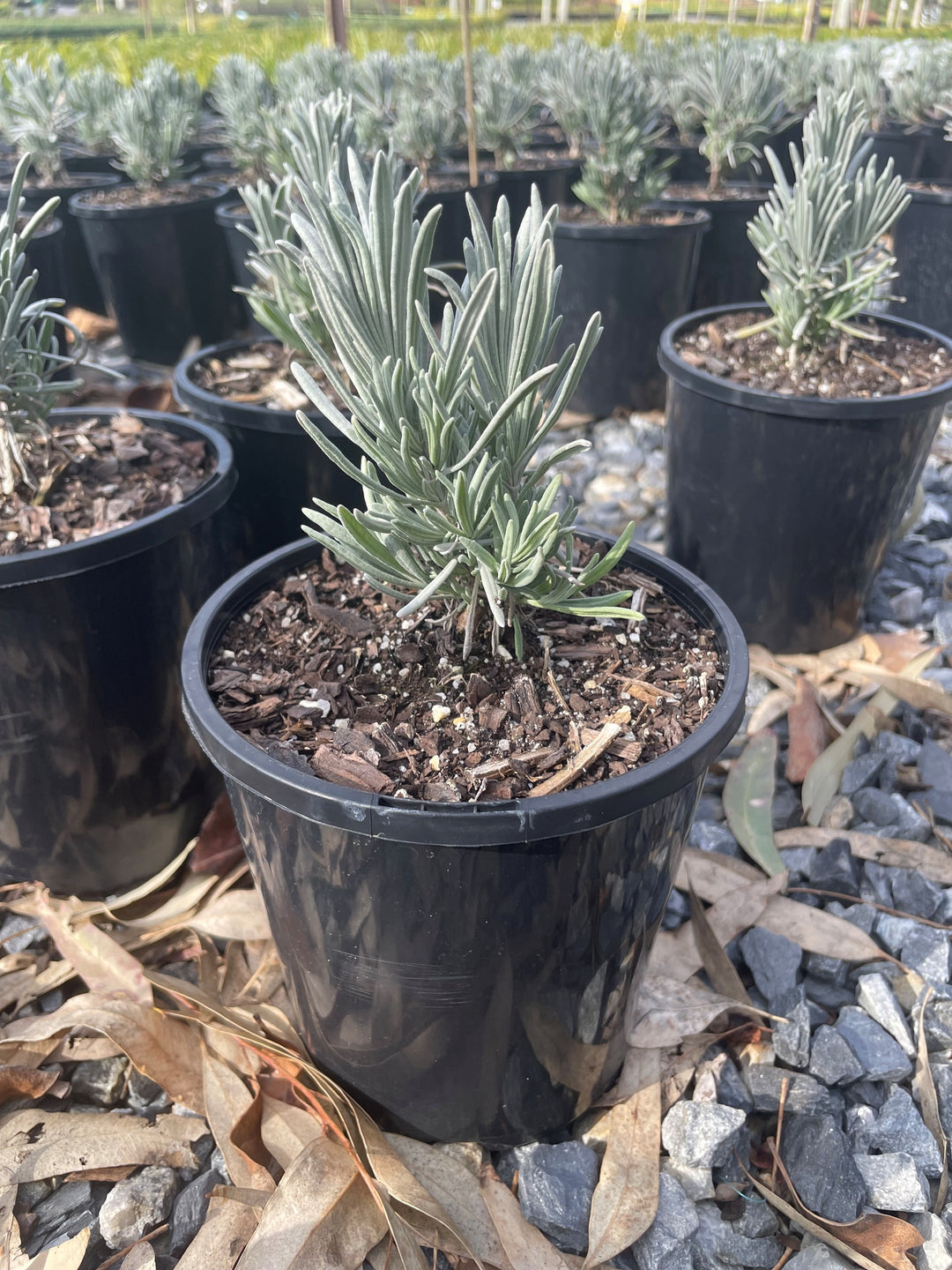 Lavandula Angustifolia