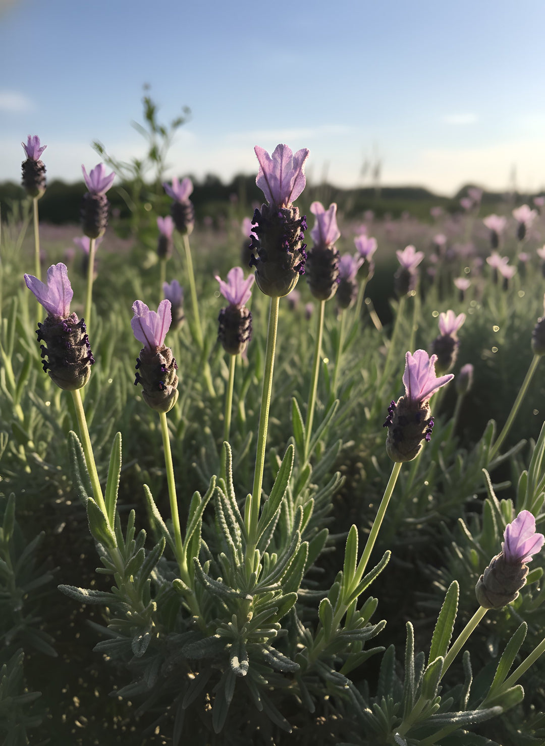 Lavandula dentata 140mm Pot for sale Adelaide Plant Co