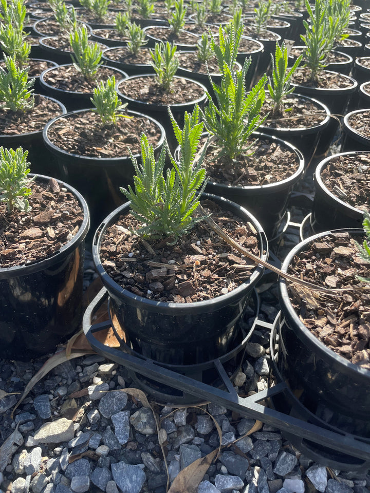 Lavandula dentata 200mm Pot for sale Adelaide Plant Co