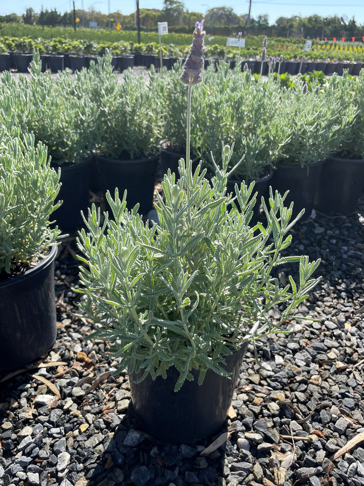 Lavandula dentata for sale Adelaide Plant Co
