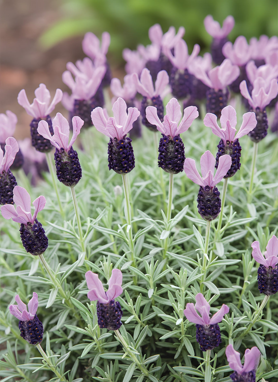 Lavandula Pedunculata 'La Diva Papillon Big Night' 140mm Pot for sale Adelaide Plant Co