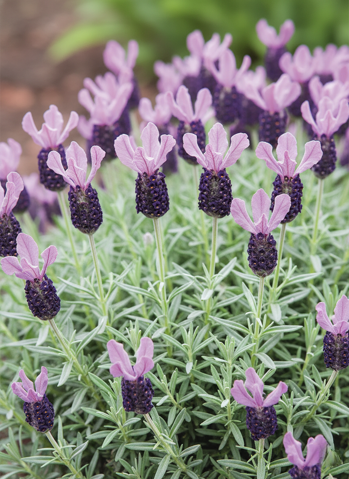 Lavandula Pedunculata 'La Diva Papillon Big Night'