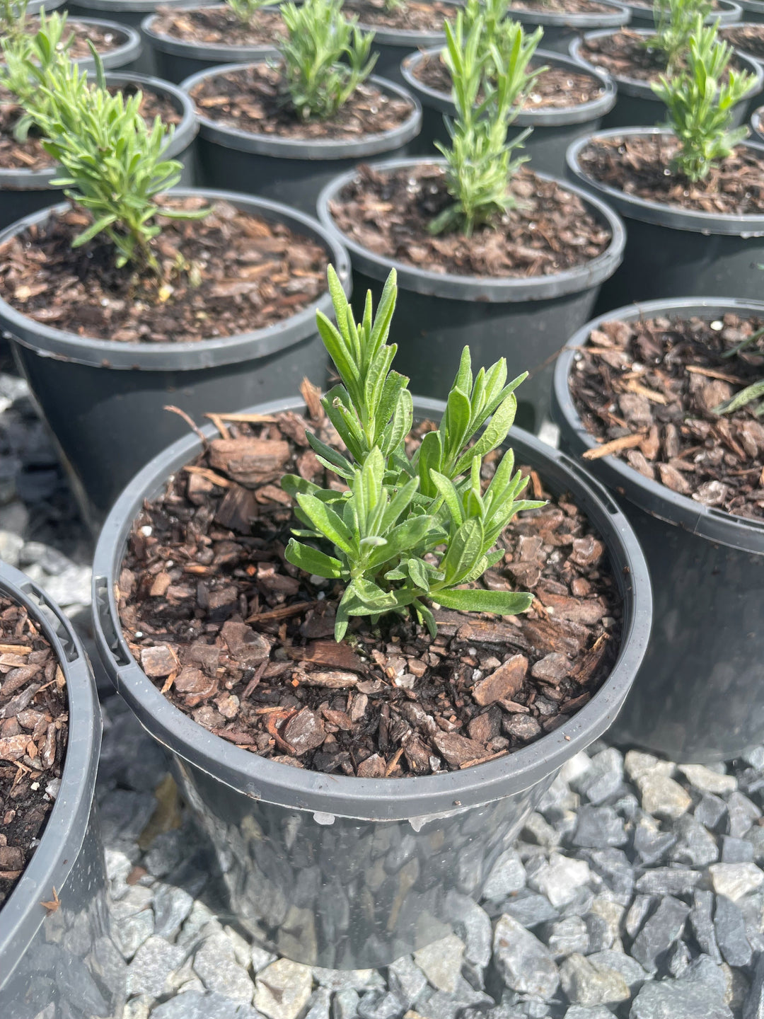 Lavandula Pedunculata 'La Diva Papillon Big Night'