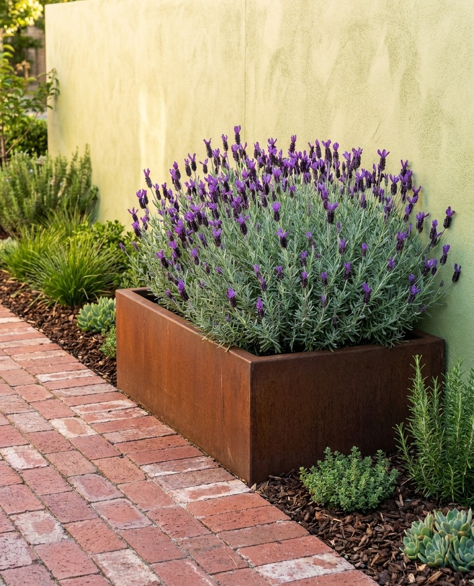 Lavandula Stoechas &