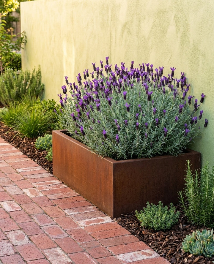 Lavandula Stoechas &