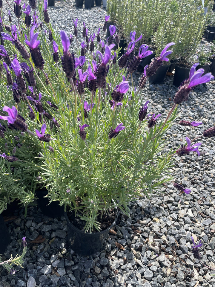 Lavandula Stoechas 'Avonview'