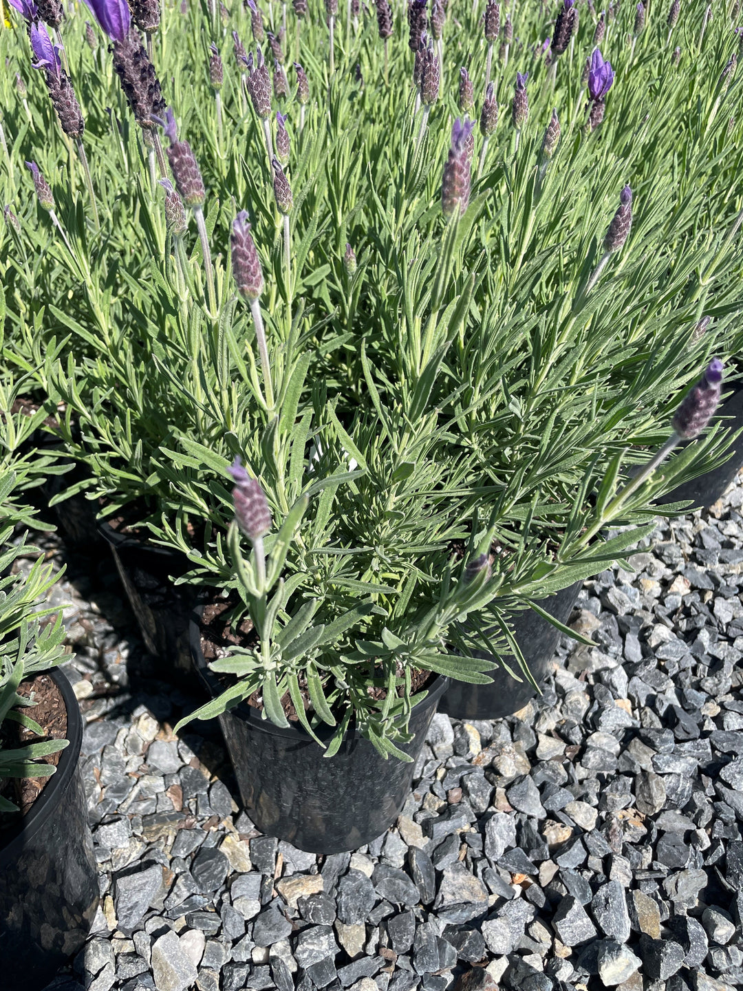 Lavandula Stoechas 'Avonview'