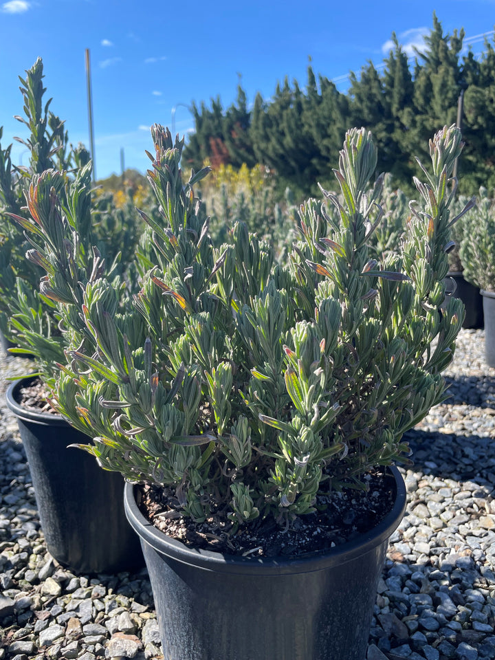 Lavandula Stoechas 'Avonview'