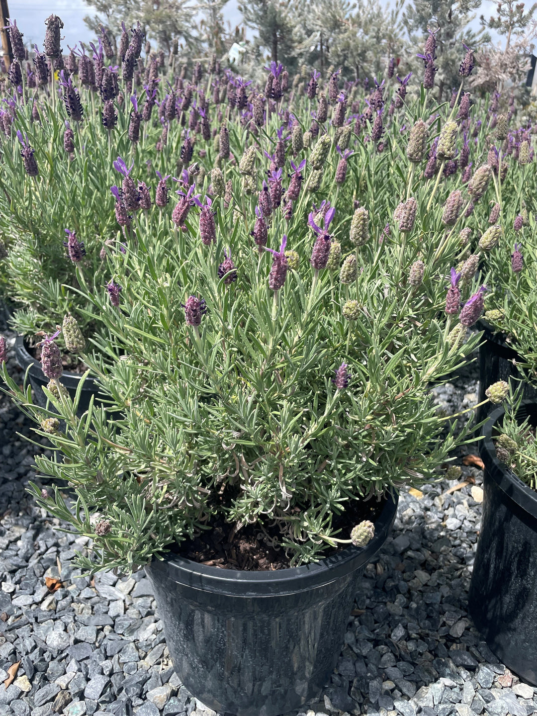 Lavandula Stoechas &