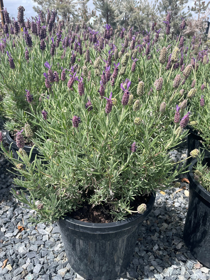 Lavandula Stoechas &