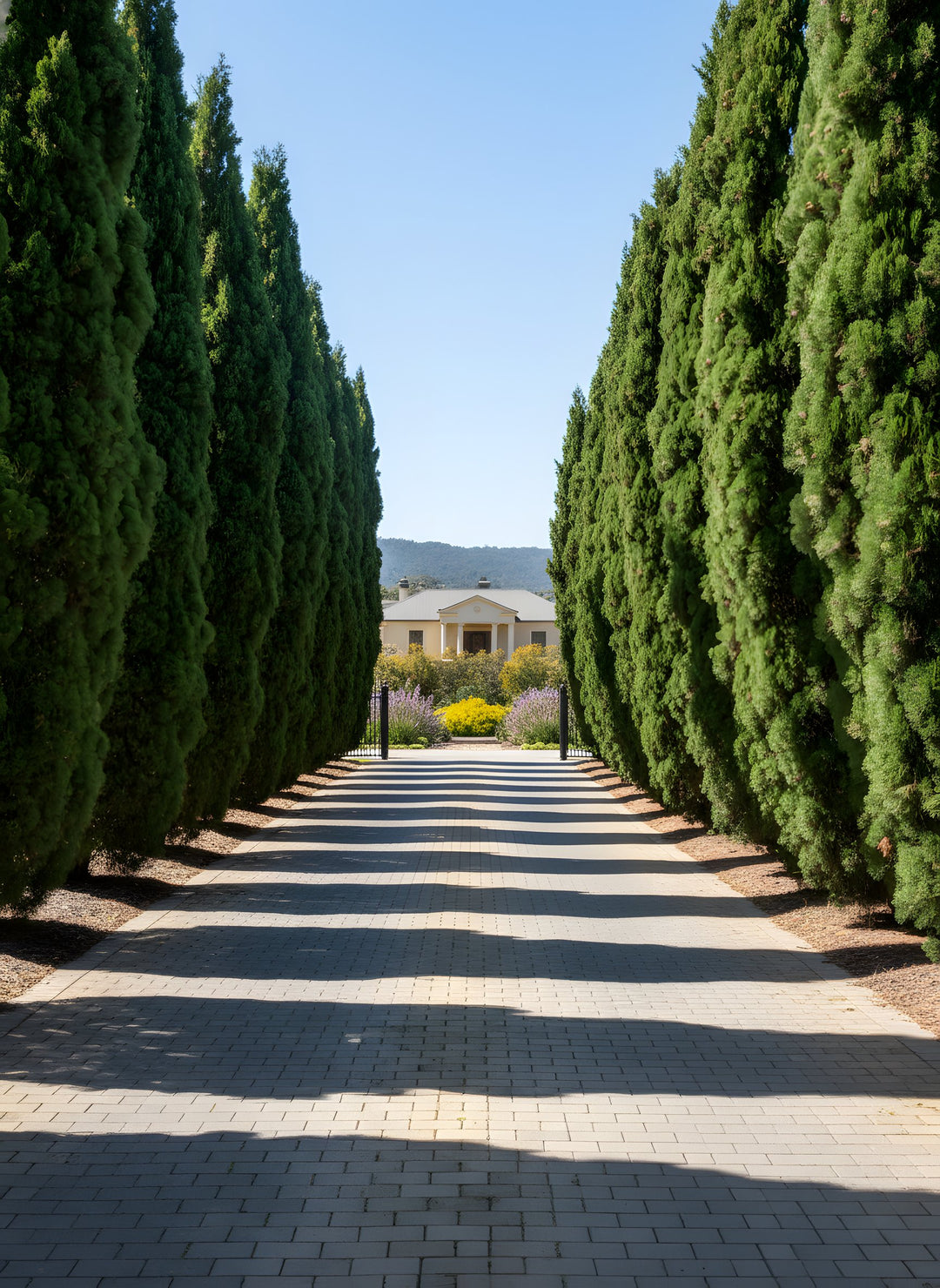 Cupressocyparis Leylandii &