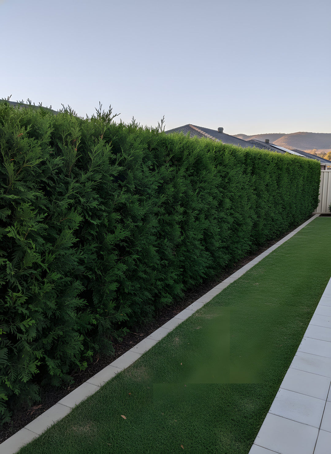 Cupressocyparis Leylandii 'Leighton Green' 200mm Pot for sale Adelaide Plant Co