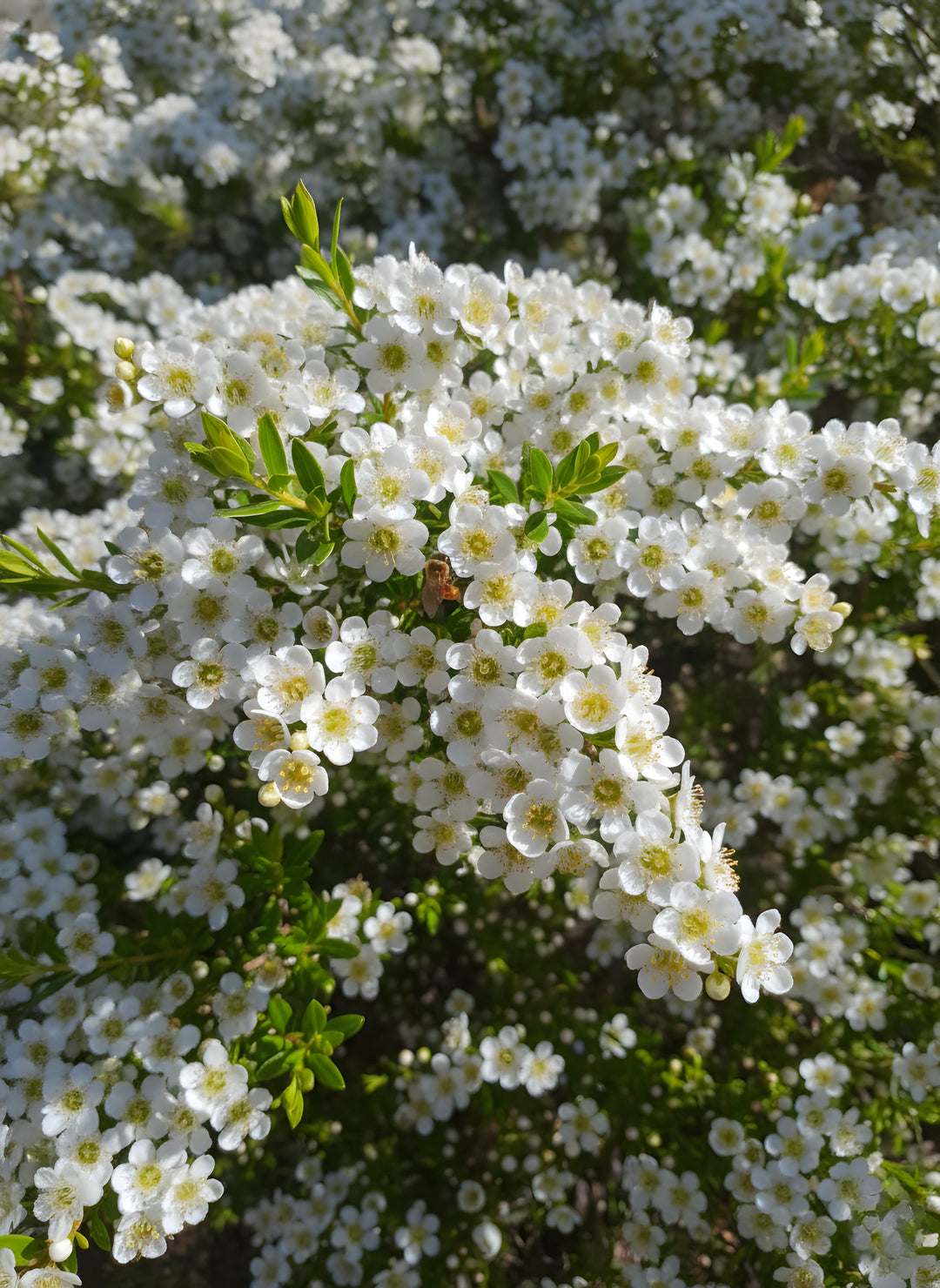 Leptospermum Flavescens 'Cardwell' 140mm Pot for sale Adelaide Plant Co