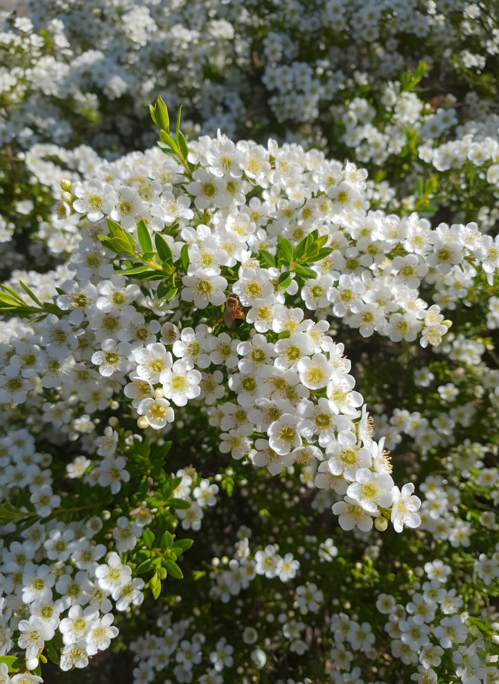Leptospermum Flavescens &