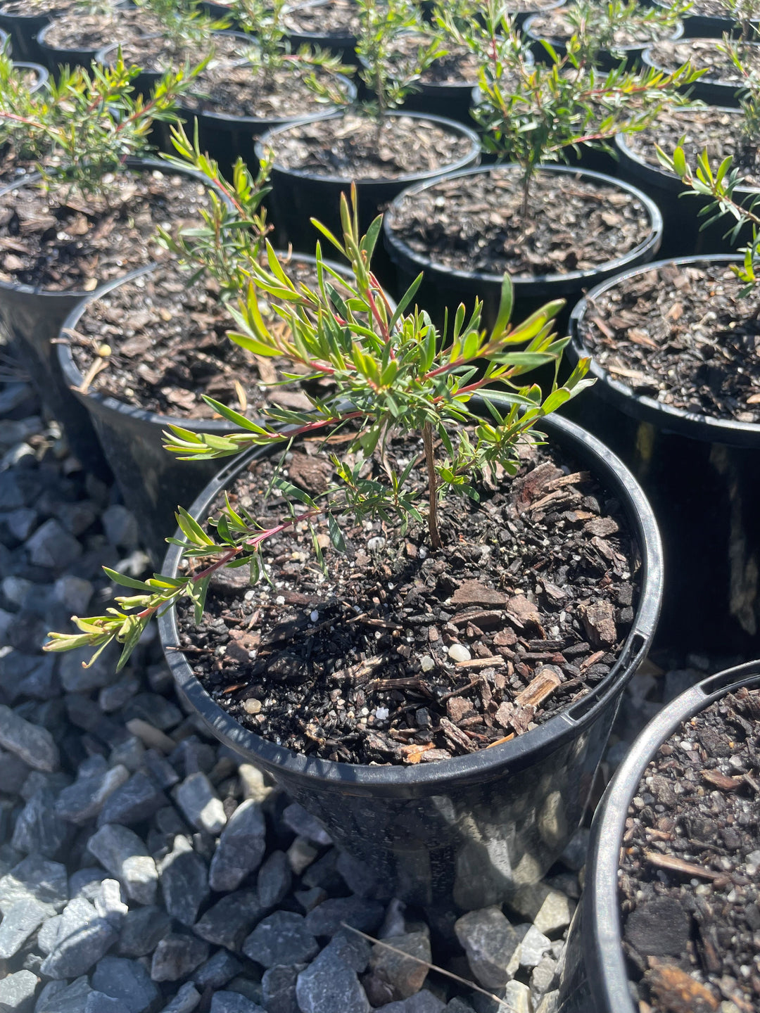 Leptospermum Flavescens 'Cardwell'