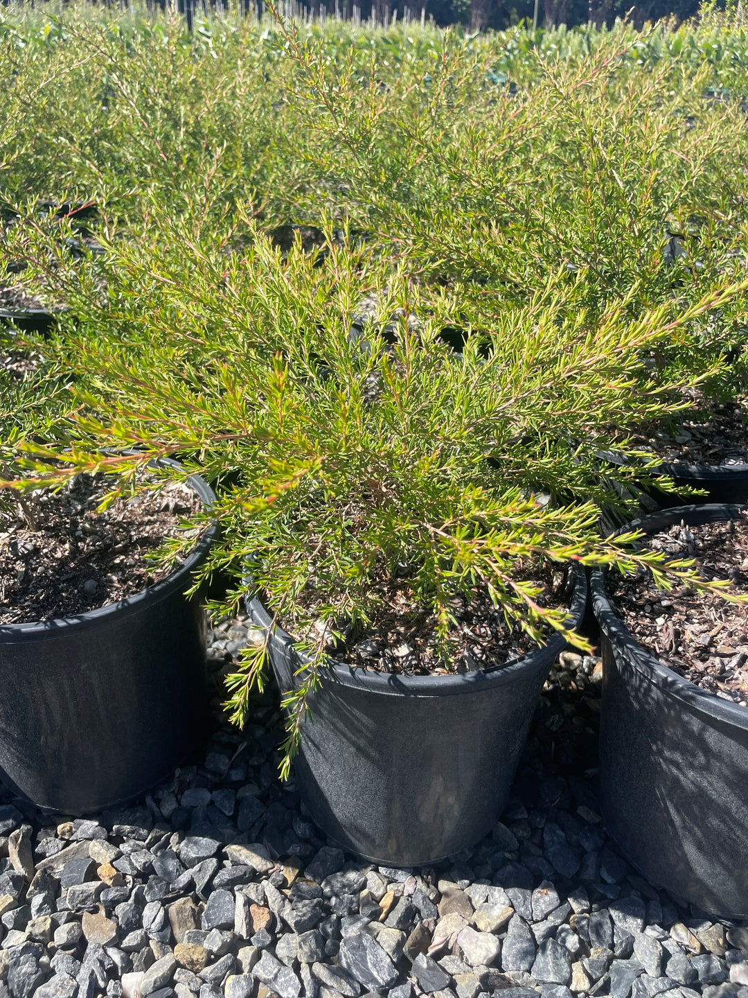 Leptospermum Flavescens &