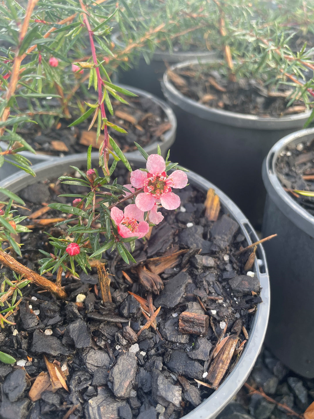 Leptospermum hybrid &