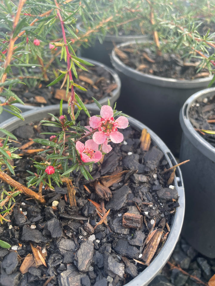 Leptospermum hybrid &