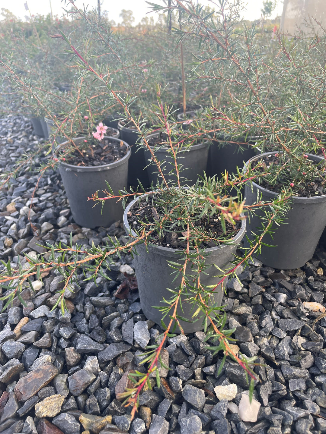 Leptospermum hybrid &