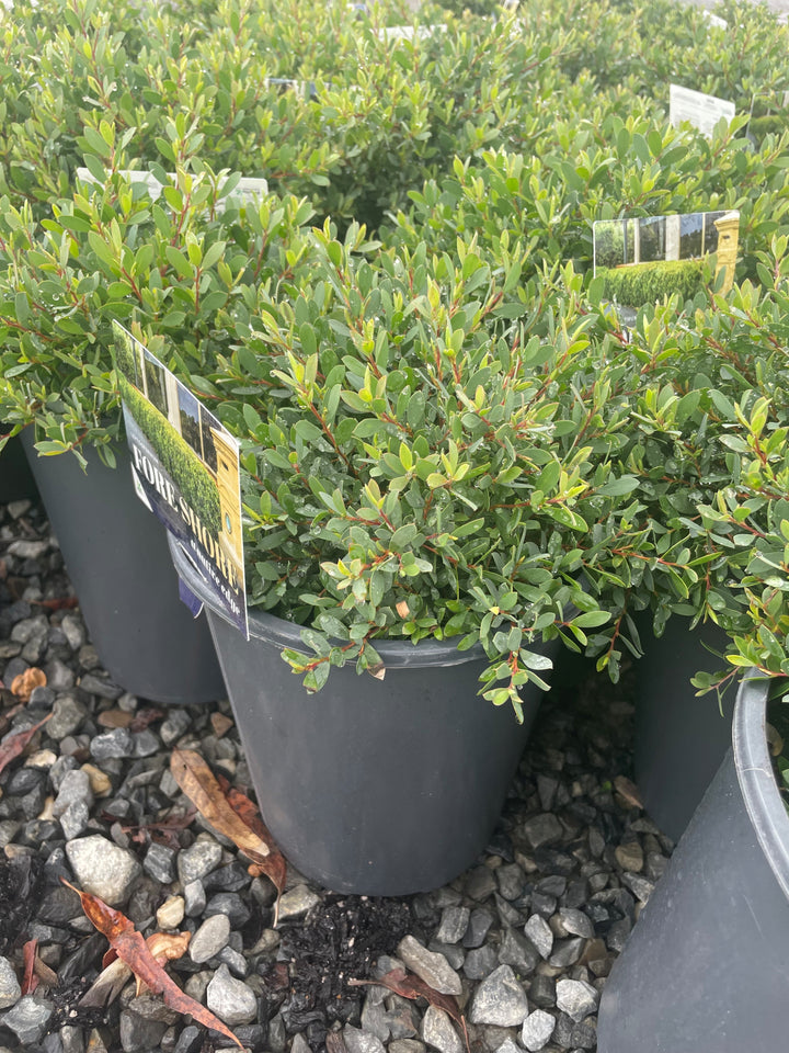 Leptospermum Laevigatum &