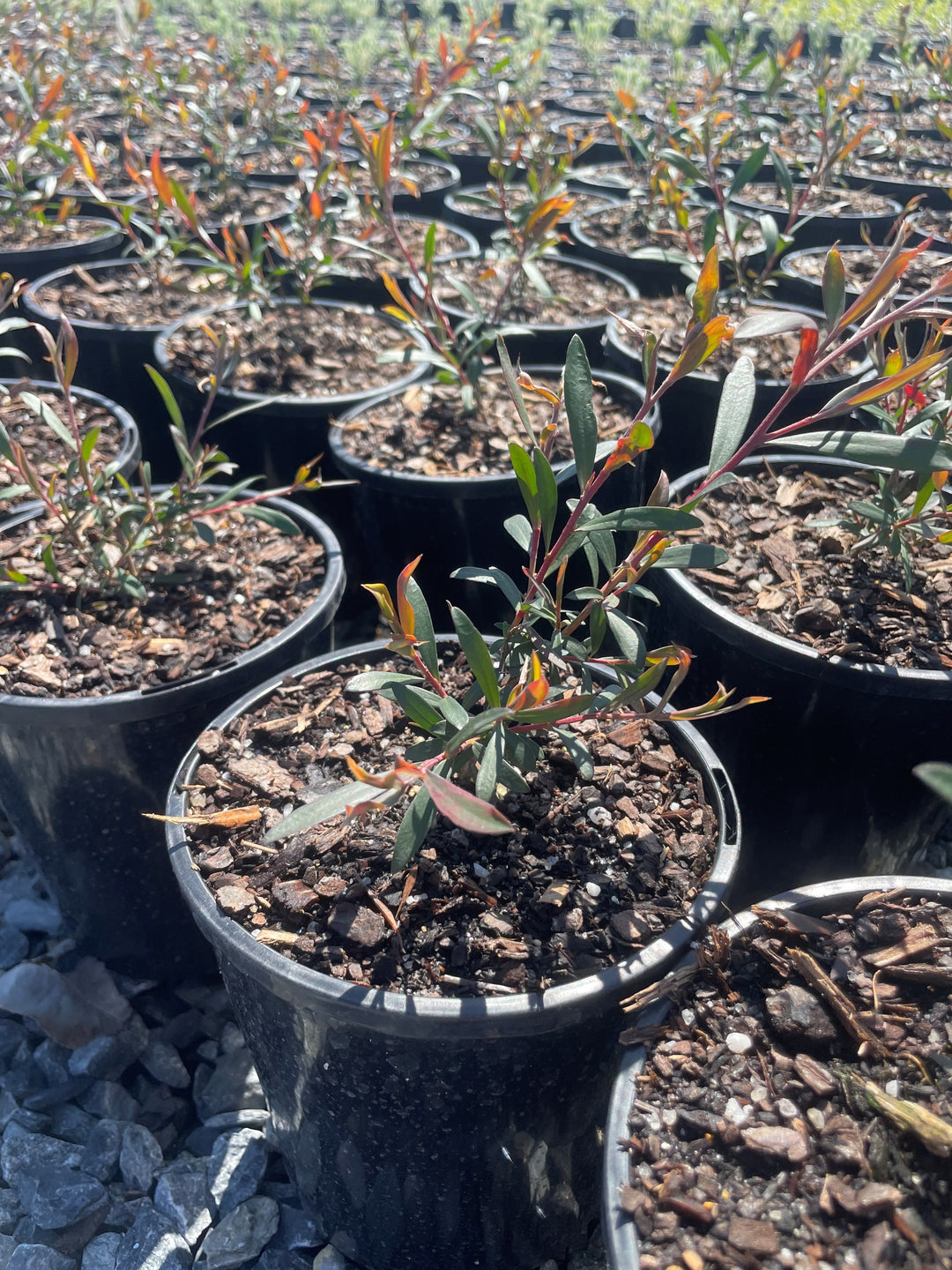 Leptospermum Morrisonii 'Burgundy'