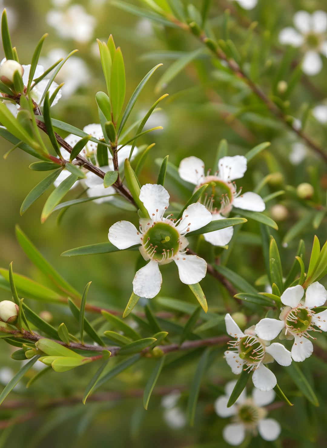 Leptospermum petersonii 140mm Pot for sale Adelaide Plant Co