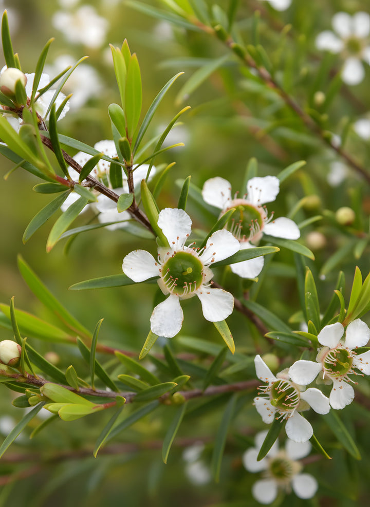 Leptospermum petersonii 140mm Pot for sale Adelaide Plant Co