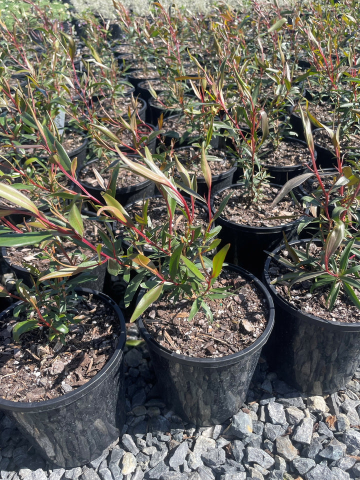 Leptospermum petersonii for sale Adelaide Plant Co