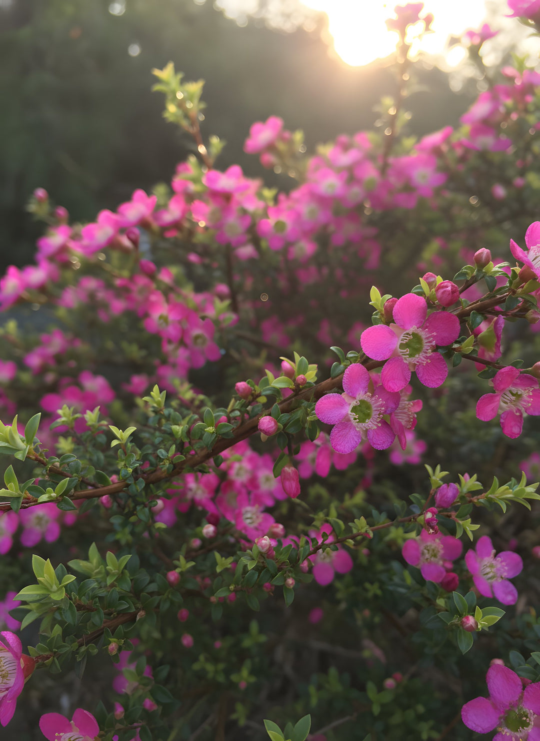 Leptospermum hybrid 'Riot' 140mm Pot for sale Adelaide Plant Co