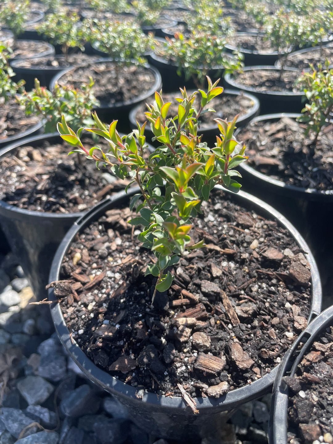Leptospermum hybrid &