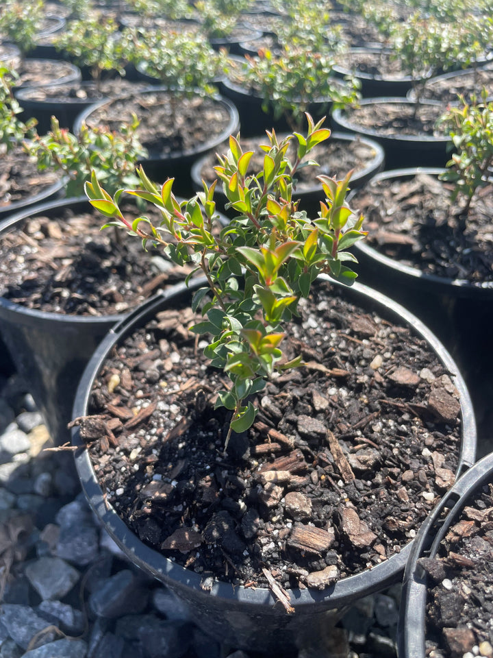 Leptospermum hybrid &