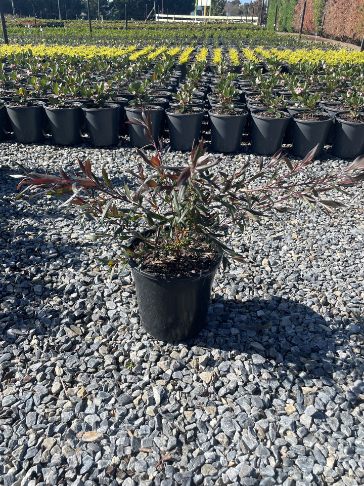 Leptospermum Polygalifolium &