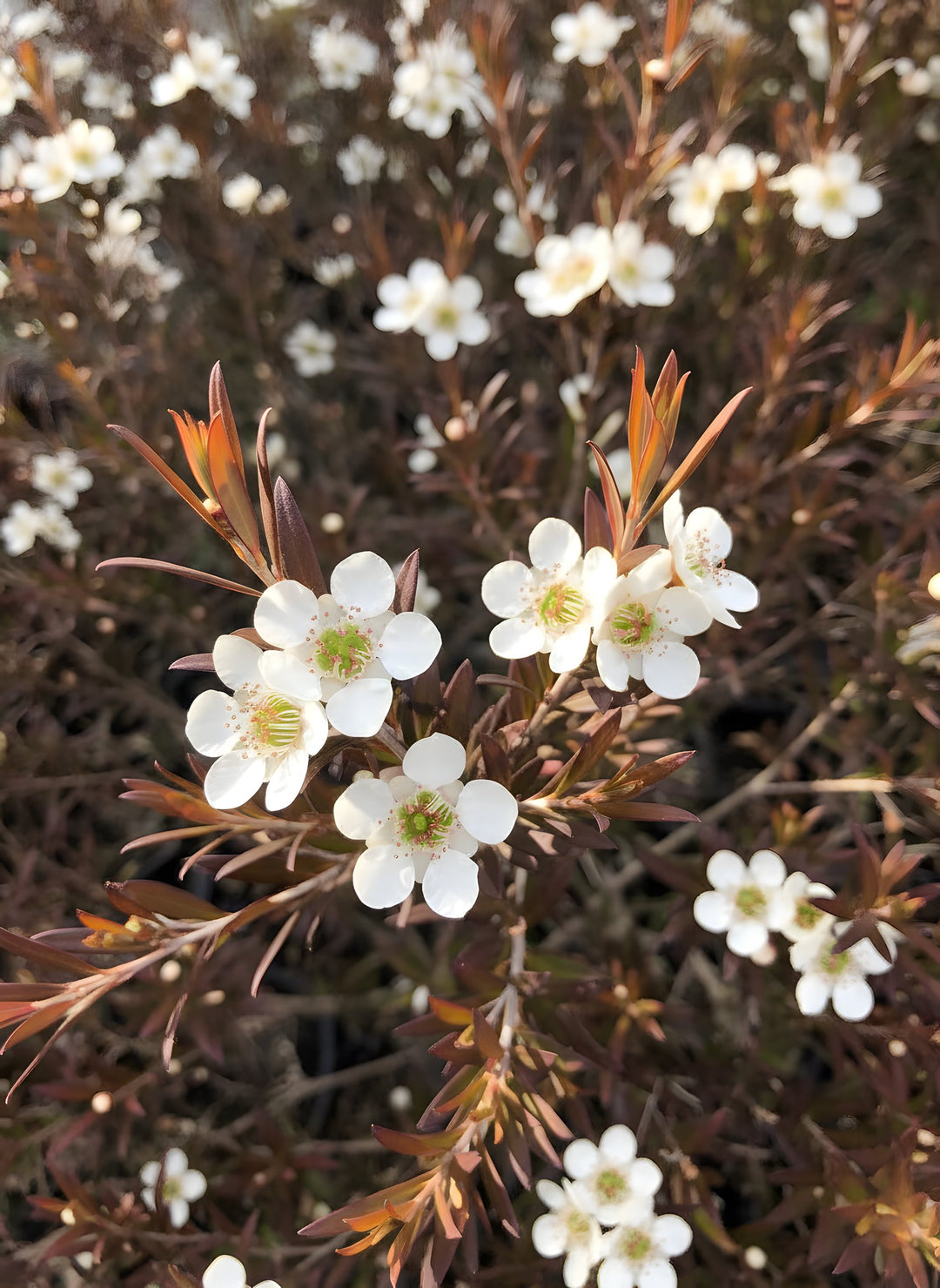 Leptospermum Polygalifolium 'Copper Glow' 300mm Pot for sale Adelaide Plant Co
