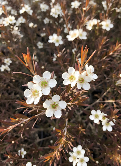 Leptospermum Polygalifolium 'Copper Glow' 300mm Pot for sale Adelaide Plant Co