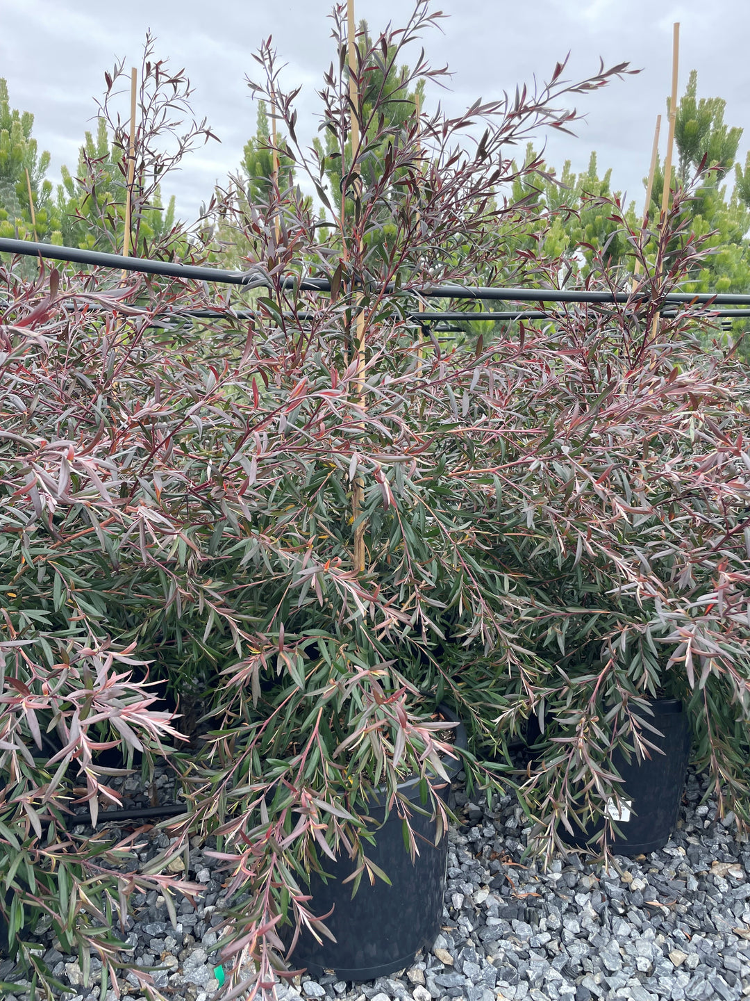 Leptospermum Polygalifolium 'Copper Glow'