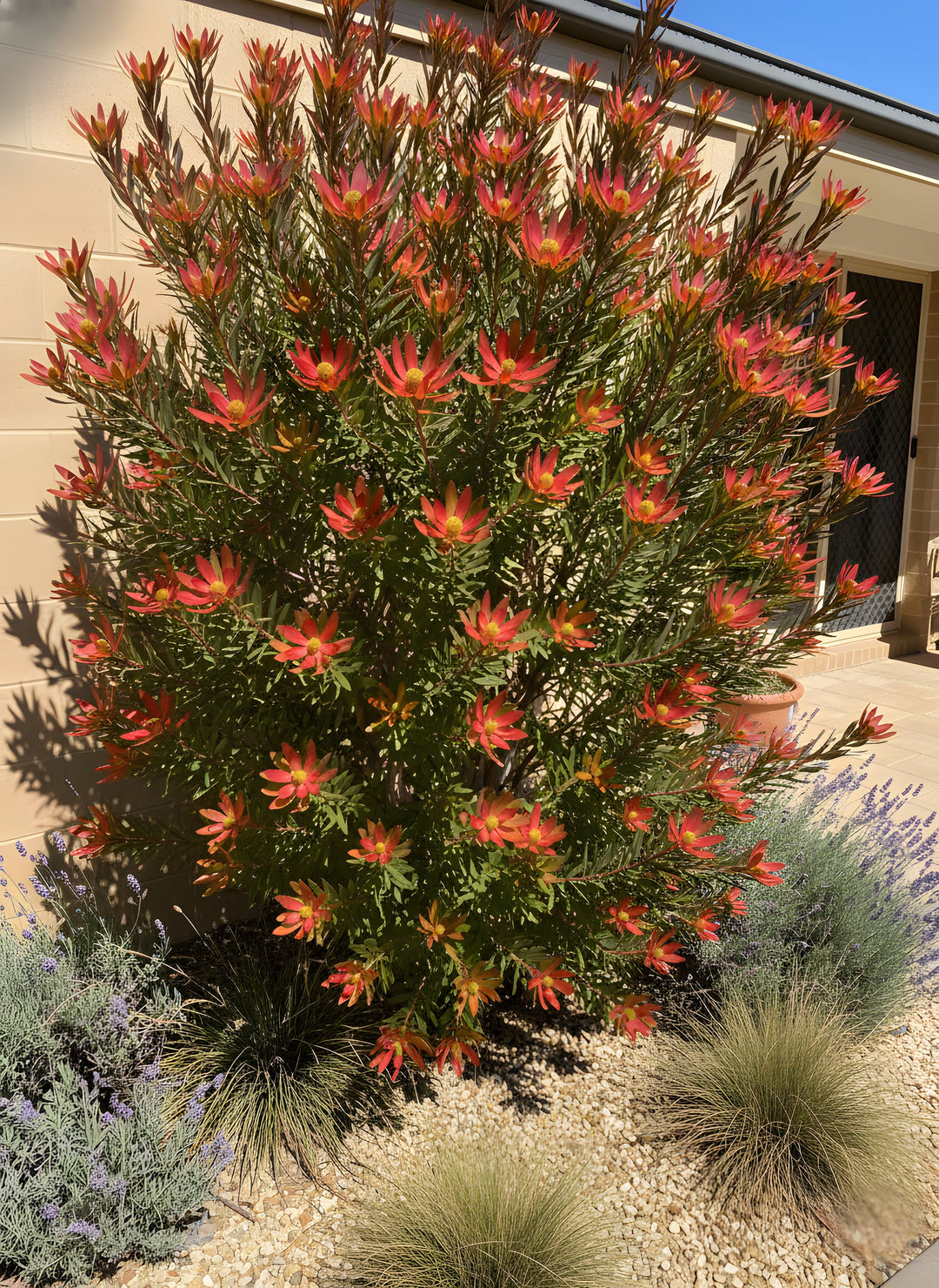 Leucadendron Salignum &