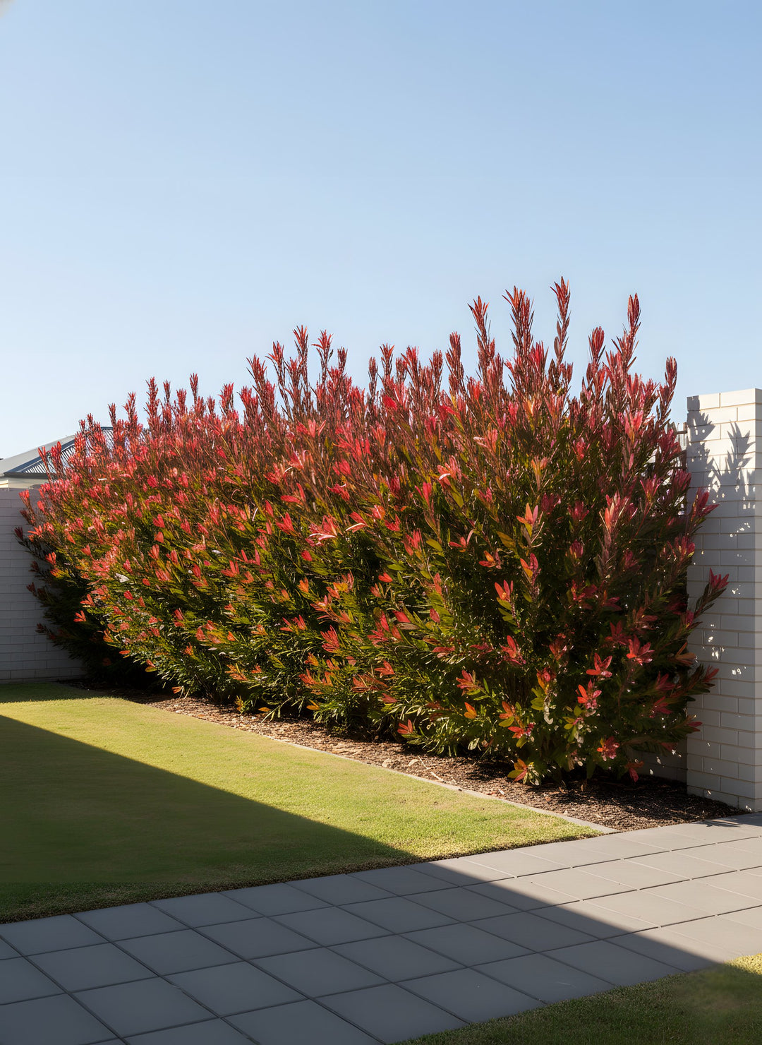 Leucadendron Salignum 'Safari Sunset' 140mm Pot for sale Adelaide Plant Co