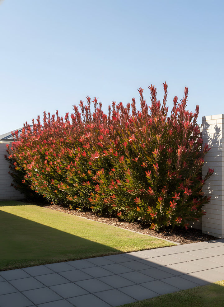 Leucadendron Salignum &
