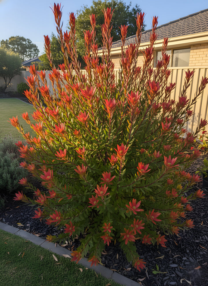 Leucadendron Salignum &